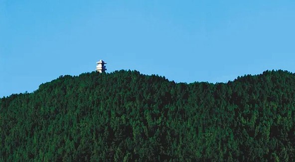 黄帝陵古柏林